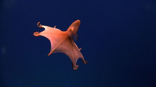 海洋生物發光 從防御到捕食的生存智慧