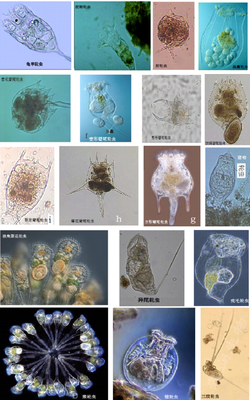環(huán)境工程微生物技術(shù)在醫(yī)藥領(lǐng)域的技術(shù)開(kāi)發(fā)與應(yīng)用前景