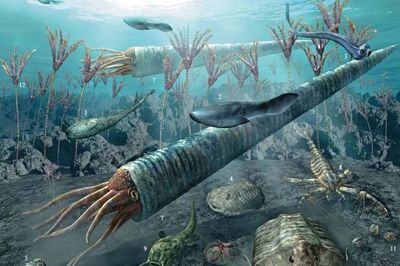 海百合 偽裝成植物的“女裝大佬”，實(shí)為遠(yuǎn)古肉食掠食者